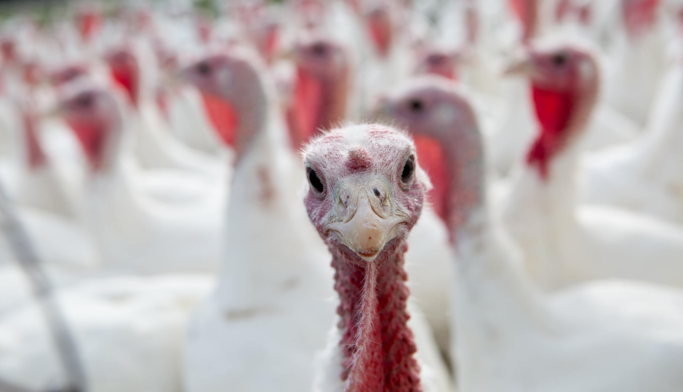 Let’s Talk Turkey About Safety This Thanksgiving