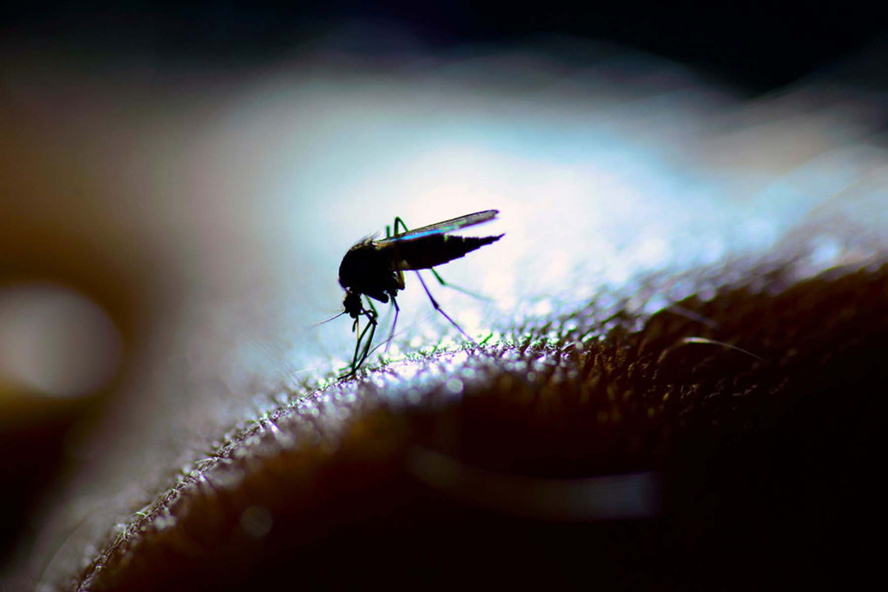Even More Mosquitoes? That Could Happen With Climate Change