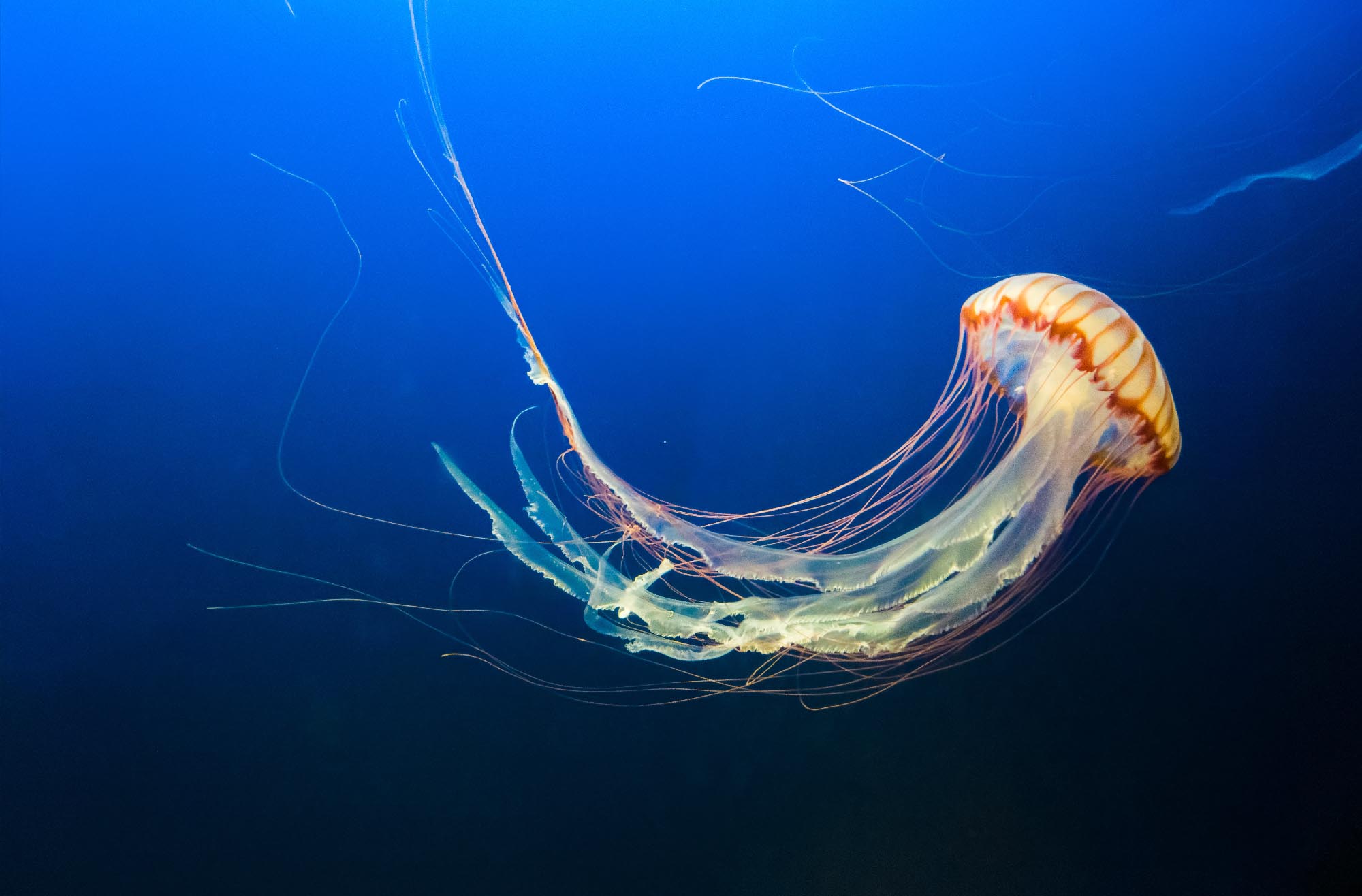 Jellyfish, Masks and Sustainability