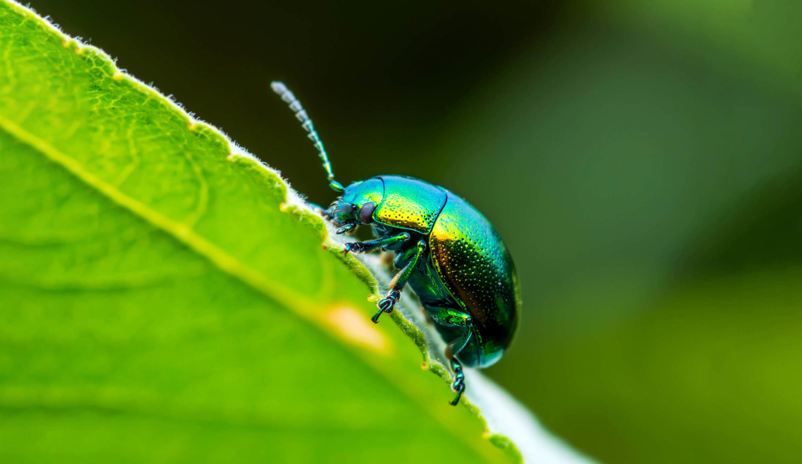 Eat the Beetles? Insects, Climate Change and Food for Thought