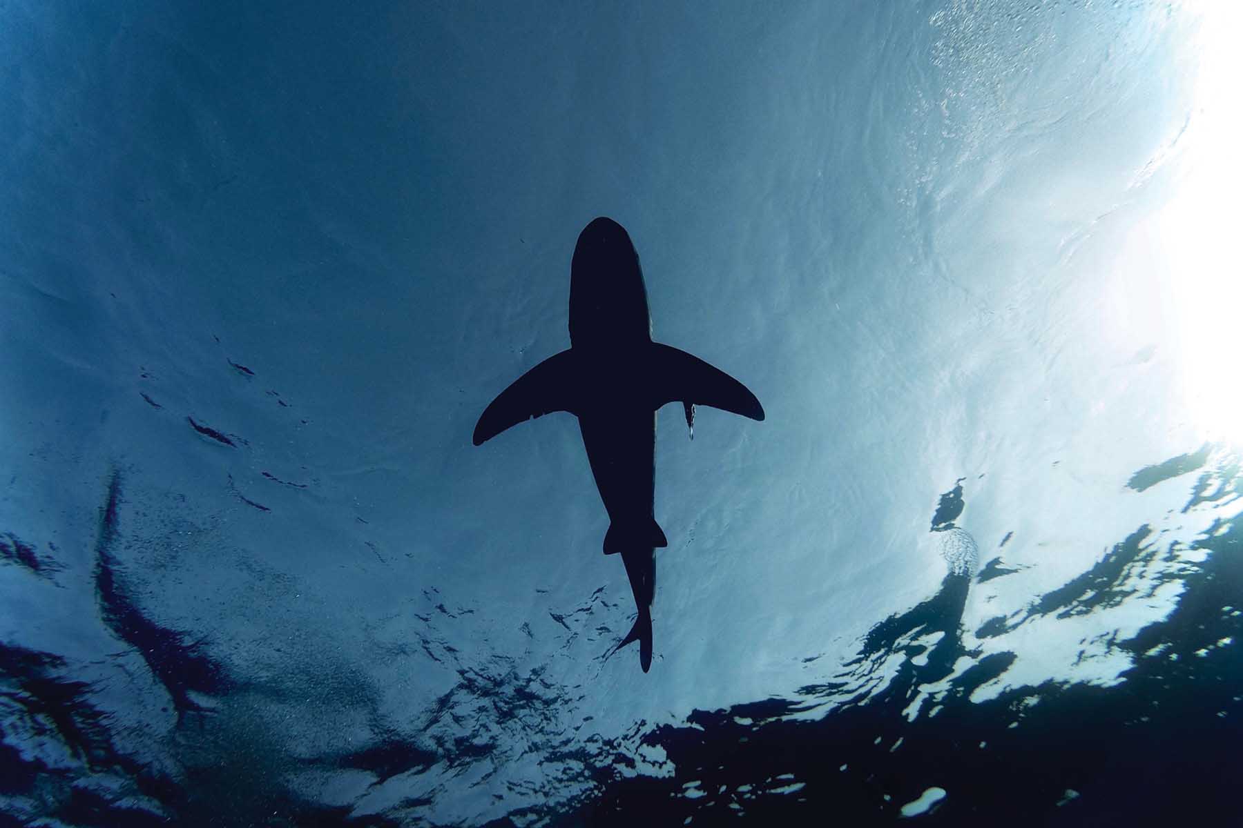 Sharks and Climate Change - A Podcast You Can Sink Your Teeth Into