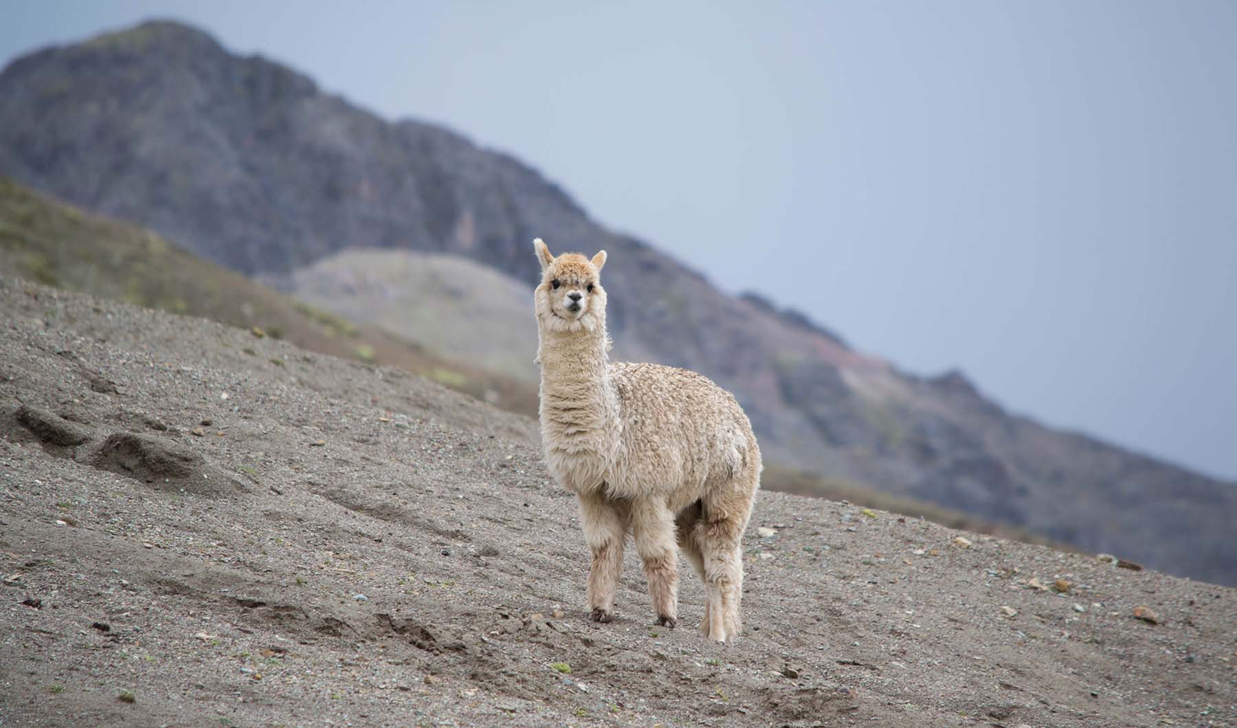 Alpacas Are on the Loose—As Are the Number of Ransomware Attacks