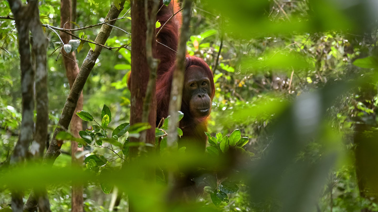 Palm oil or the orangutan: Who will win?