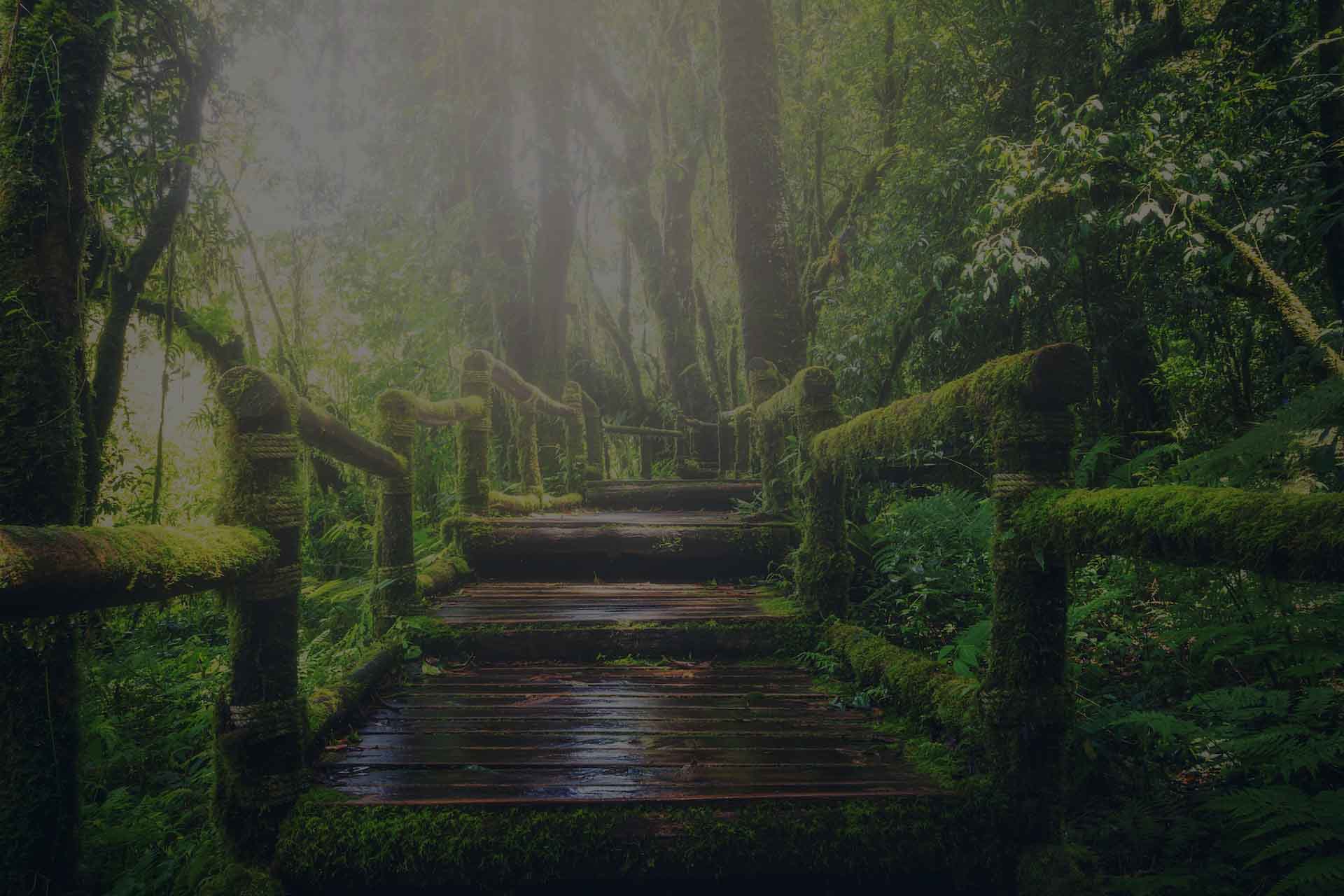 Moss covered bridge