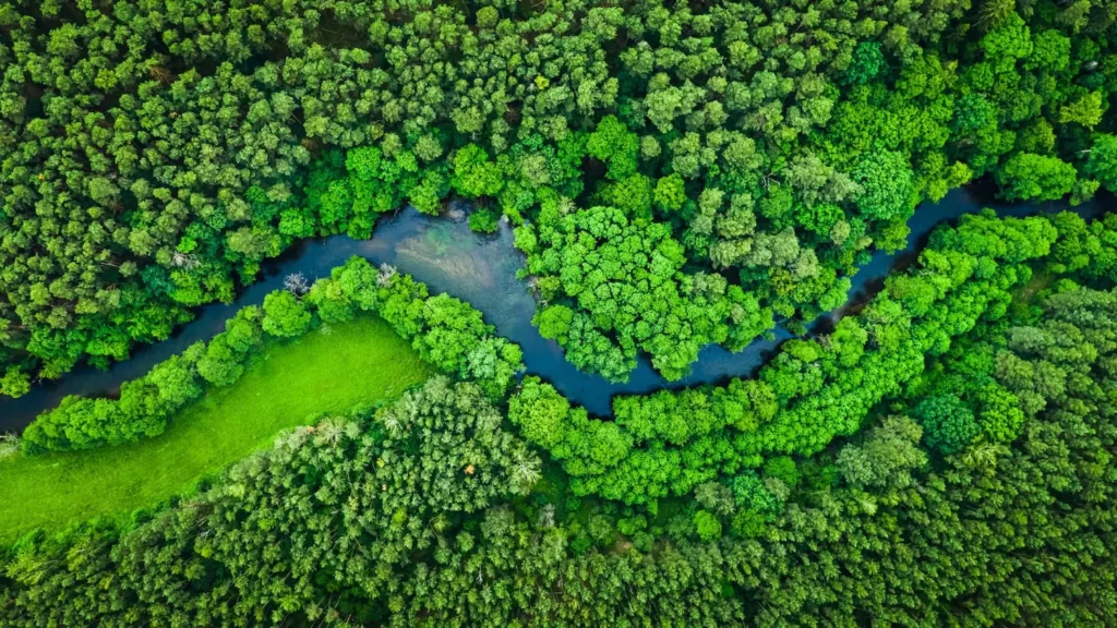 aerial view of river and trees